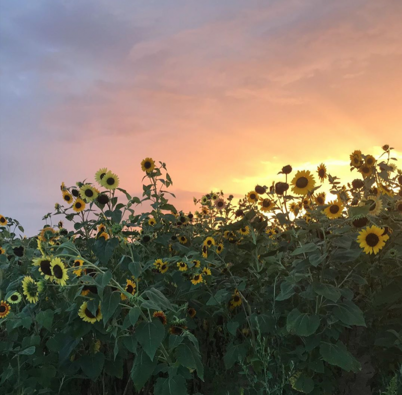Sunflower Farms To Visit Near Jersey City
