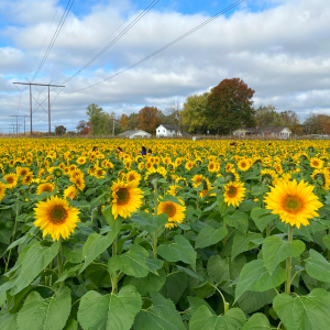 Sunflower farm Fall activities near Jersey City