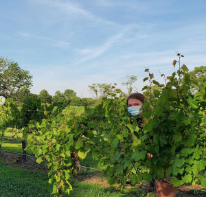 Old York Cellars