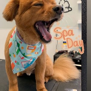 Pet Services In Jersey City: Spa Day for Dogs