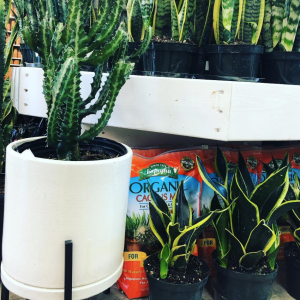 Buying plants in Jersey City