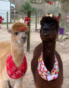 Jersey Shore Alpaca New Jersey