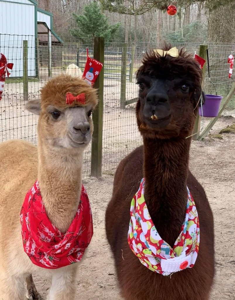 Discover Alpaca Farms Near Jersey City JC Families