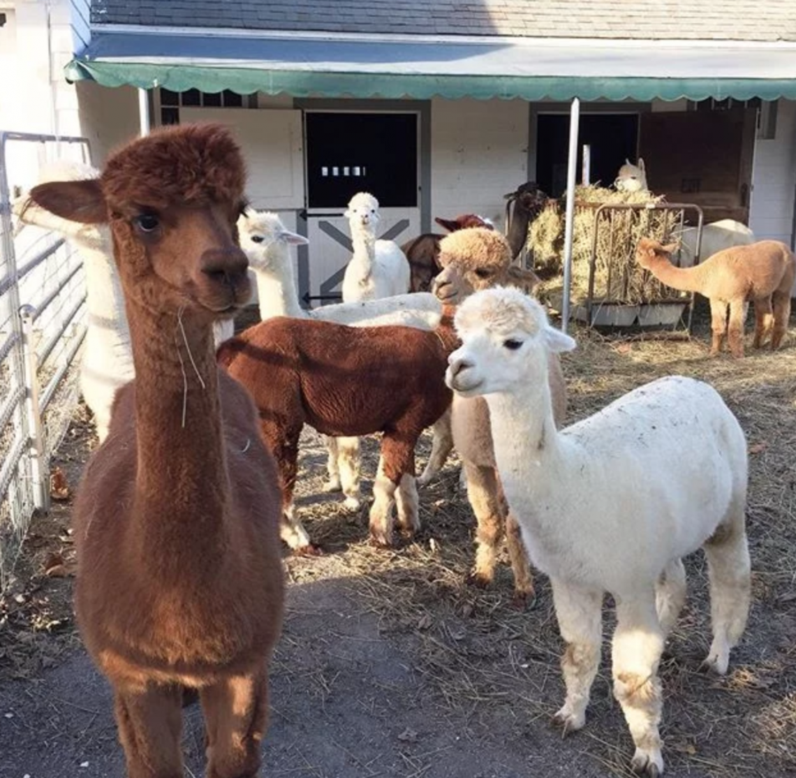 alpaca farm to visit near me