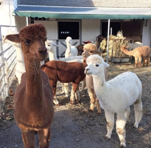 Edel Haus Alpaca Farm Jersey City