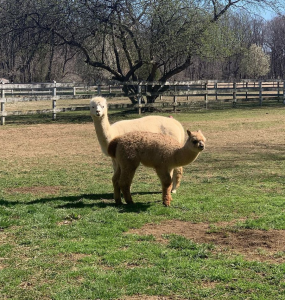 Windy Farm Alpacas near Jersey City