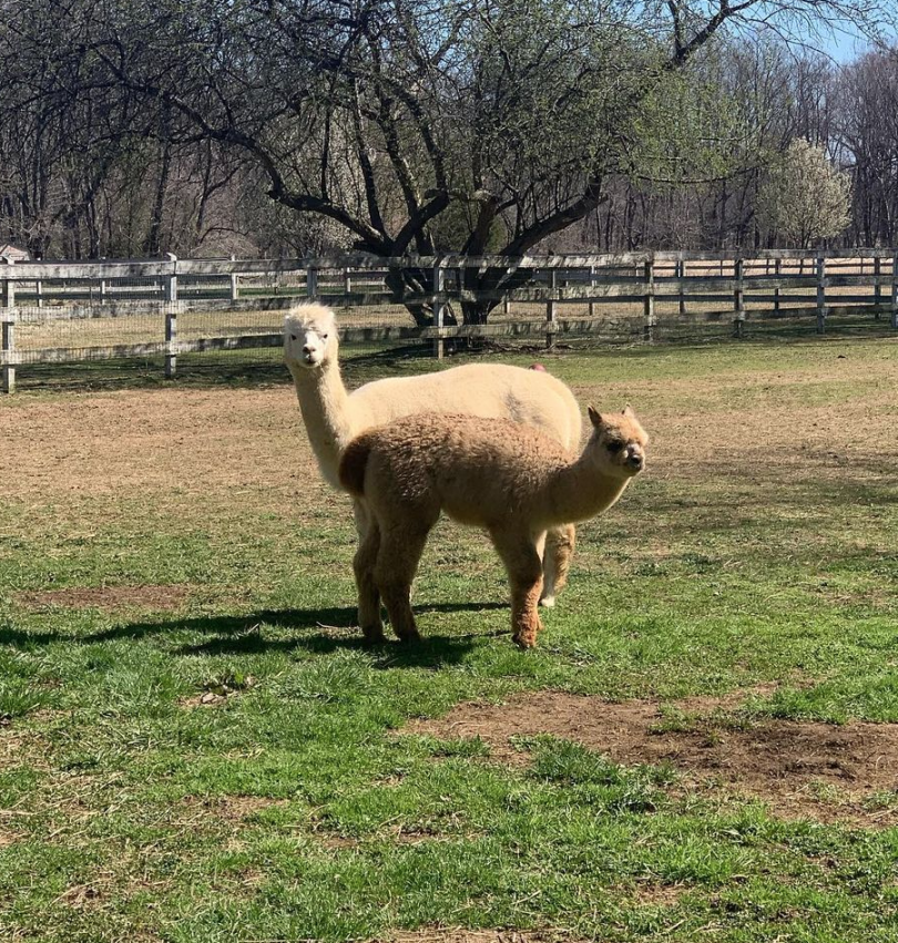 Discover Alpaca Farms Near Jersey City JC Families