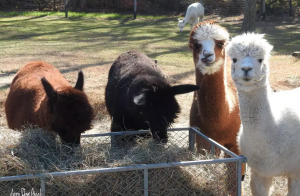 Cedar Lane Alpacas New Jersey