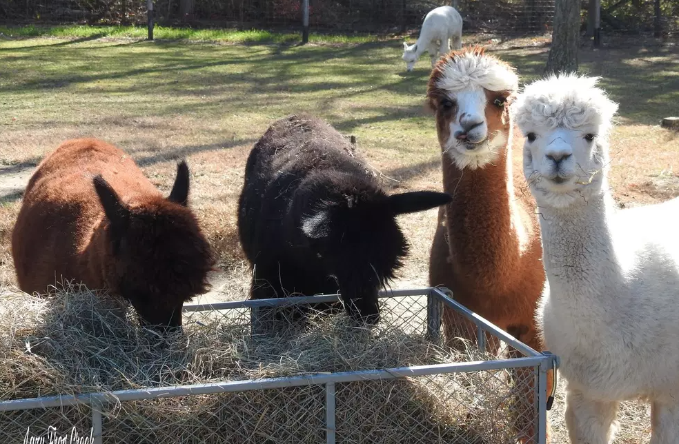 Discover Alpaca Farms Near Jersey City JC Families