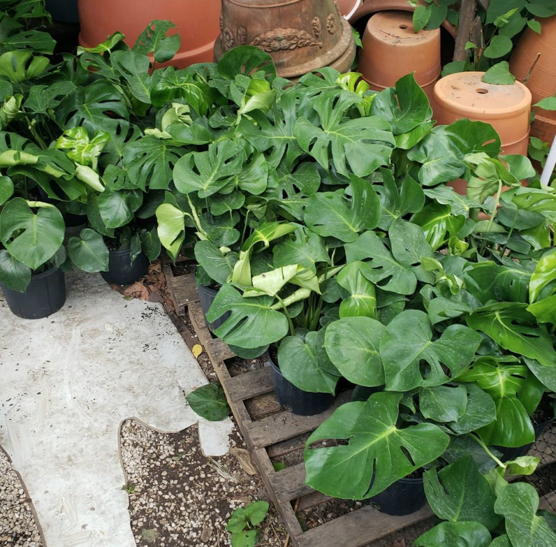 Buying plants/ plant shops in Jersey City Local Businesses JCFamilies