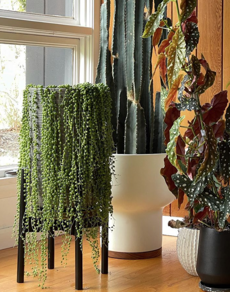 Buying plants/ plant shops in Jersey City Local Businesses JCFamilies