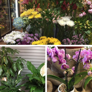 Buying plants/ plant shops in Jersey City Local Businesses