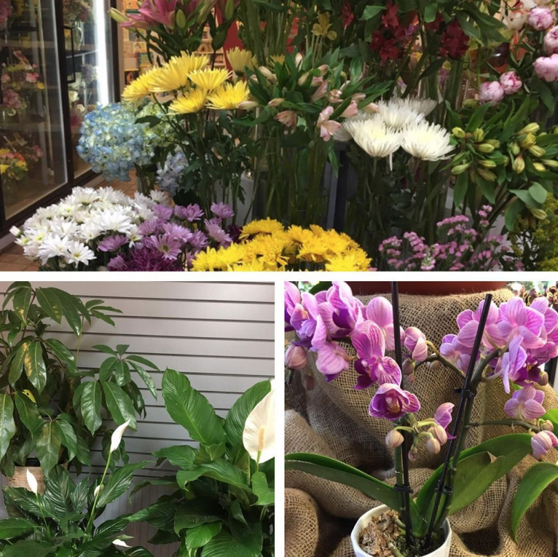 Buying plants/ plant shops in Jersey City Local Businesses JCFamilies