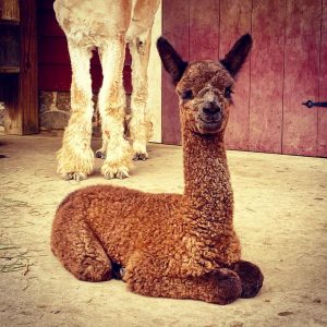 Bluebird alpaca farm near Jersey City