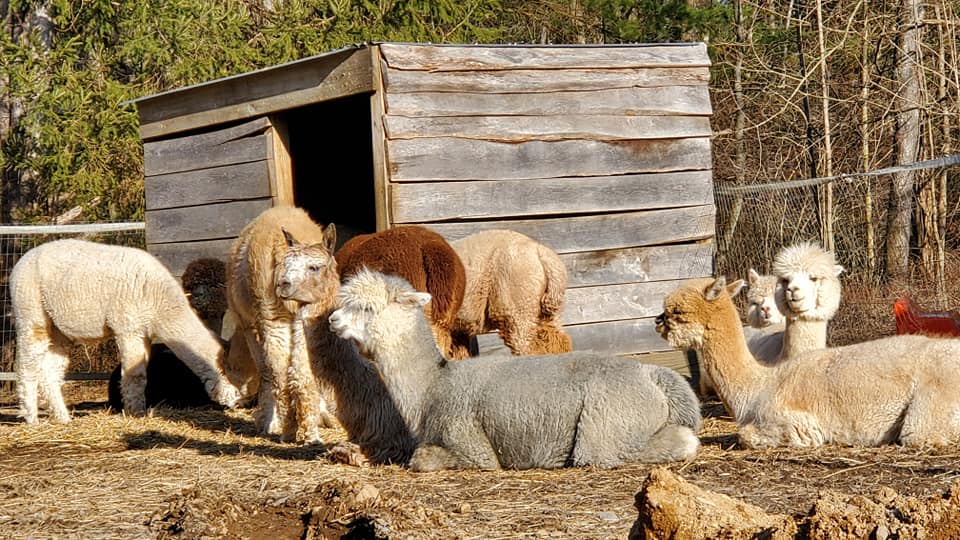 Discover Alpaca Farms Near Jersey City | JC Families