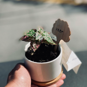 Madhuban Plant Shop in Jersey City