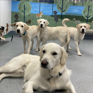 Doggy Daycares in Hoboken