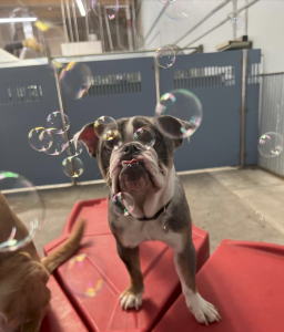 Doggy Daycares in Hoboken