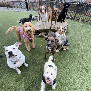 Doggy Daycares in Hoboken