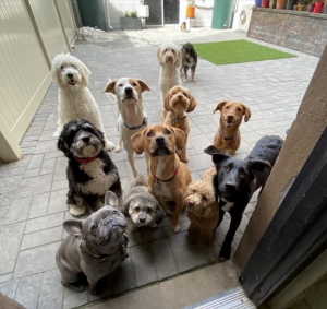 Doggy Daycares in Hoboken